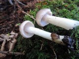 Tricholoma scalpturatum image