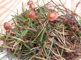 Psilocybe inquilina image