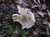 Tricholoma scalpturatum image