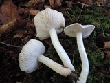 Tricholoma scalpturatum image