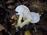 Tricholoma scalpturatum image