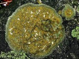 Caloplaca flavovirescens image