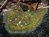 Caloplaca flavovirescens image