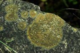 Caloplaca flavovirescens image