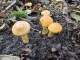 Cortinarius triumphans image