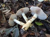 Cortinarius triumphans image