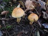Cortinarius triumphans image