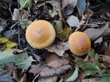 Cortinarius triumphans image