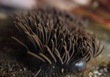 Stemonitis splendens image