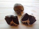 Scleroderma cepa image