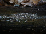 Propolis farinosa image