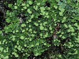 Phaeophyscia pusilloides image