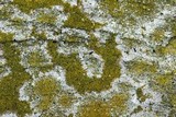 Caloplaca citrina image