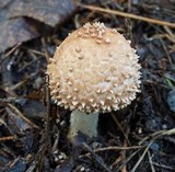 Echinoderma asperum image