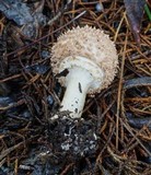 Echinoderma asperum image