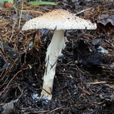 Echinoderma asperum image