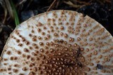 Echinoderma asperum image