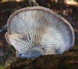Hohenbuehelia mastrucata image