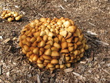 Kuehneromyces lignicola image