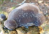 Hohenbuehelia mastrucata image