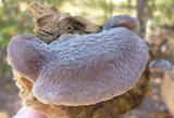 Hohenbuehelia mastrucata image