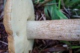 Leccinum rugosiceps image