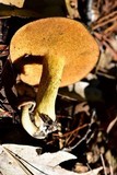 Suillus tomentosus image