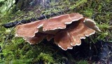 Bondarzewia occidentalis image