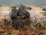 Tremella moriformis image