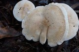 Leucopaxillus albissimus image