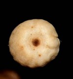 Gymnopus quercophilus image