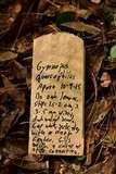 Gymnopus quercophilus image