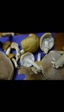 Agrocybe acericola image
