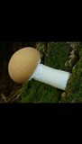 Agrocybe acericola image