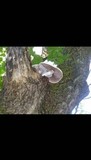 Agrocybe acericola image