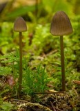 Mycena piceicola image