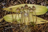 Mycena piceicola image