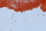 Mycena piceicola image