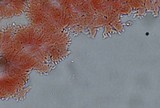 Mycena piceicola image