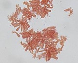 Mycena piceicola image