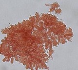 Mycena piceicola image