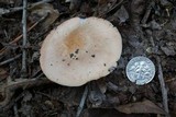 Rhodocollybia butyracea image