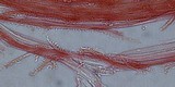 Mycena piceicola image