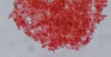 Mycena piceicola image