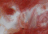 Mycena piceicola image