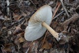 Rhodocollybia butyracea image