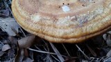 Ganoderma curtisii image