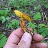 Phylloporus arenicola image