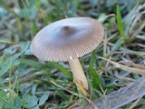 Amanita sect. Vaginatae image