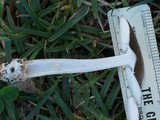 Amanita sect. Vaginatae image